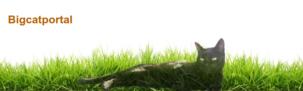 Bigcatportal